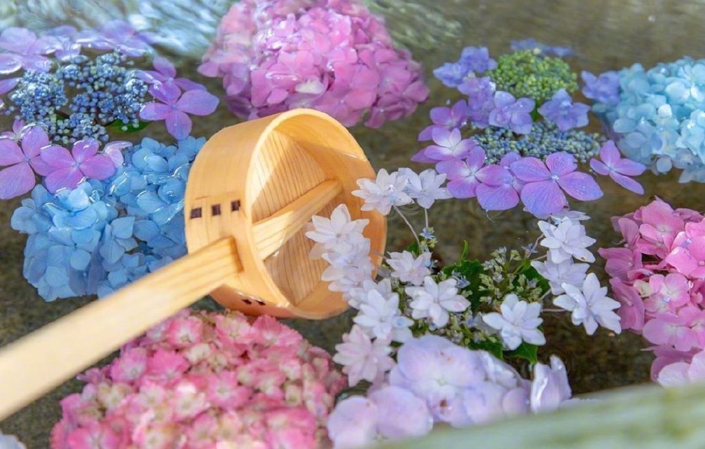 日本御裳神社的紫阳花 也太好看了