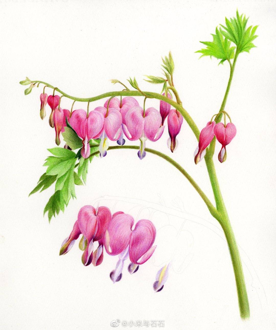雨洗花尘彩铅手绘-荷包牡丹via.@小米与石石