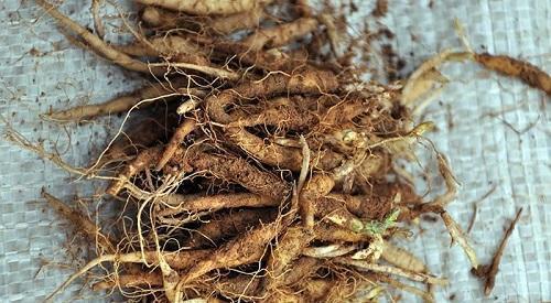 深山有一种"参",块根价值高价值高,野外遇到不要挖