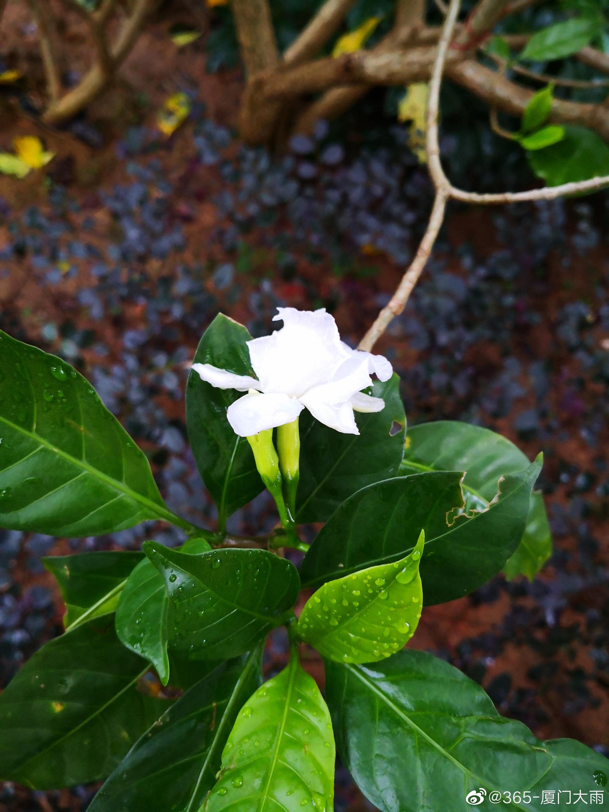 厦门雨中的白兰,白兰花的花朵都是白色的,有着独特的观赏价值