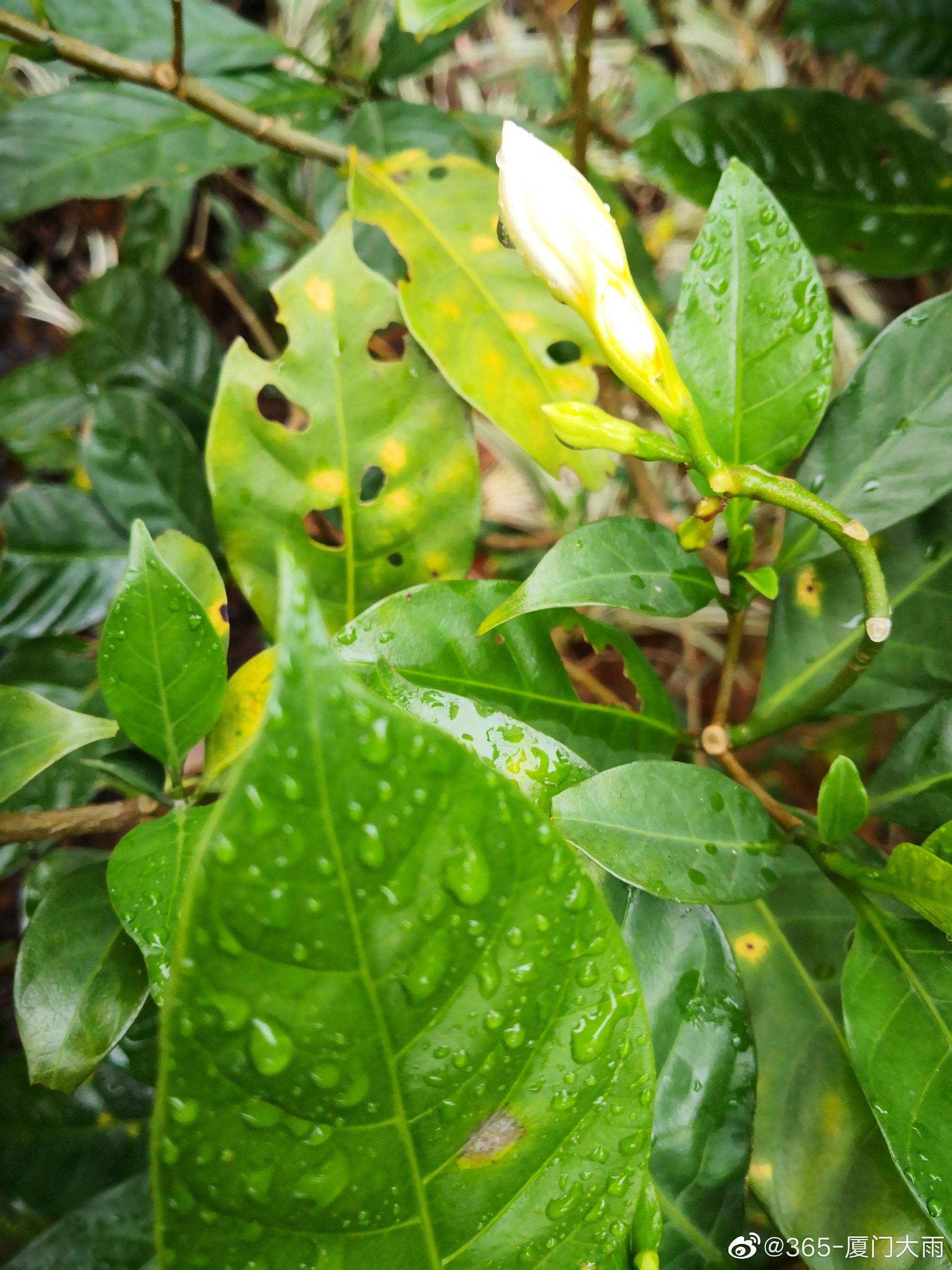厦门雨中的白兰,白兰花的花朵都是白色的,有着独特的观赏价值