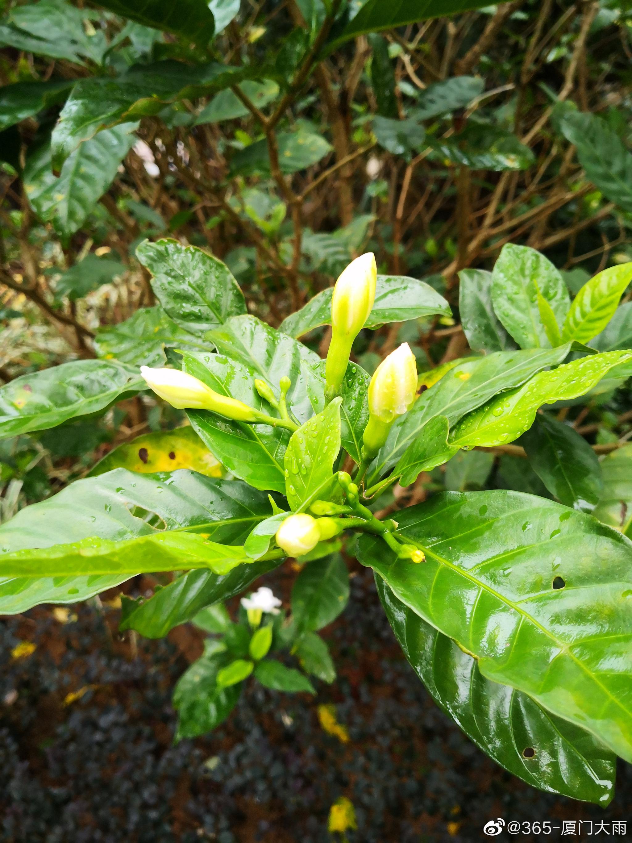 厦门雨中的白兰,白兰花的花朵都是白色的,有着独特的观赏价值__财经