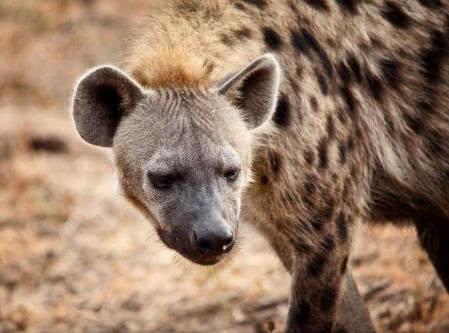 巨鬣狗,在五百万年前这种鬣狗广泛分布在欧亚非大陆之中,在中国西北部