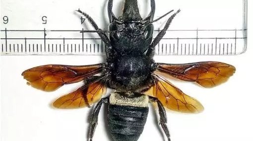 时隔近40年后再现!印尼发现世界最大蜜蜂华莱士巨蜂