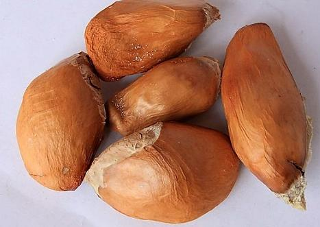 他把吃剩的榴莲籽洗干净,这么一埋嗖嗖蹿高,很快长成树!