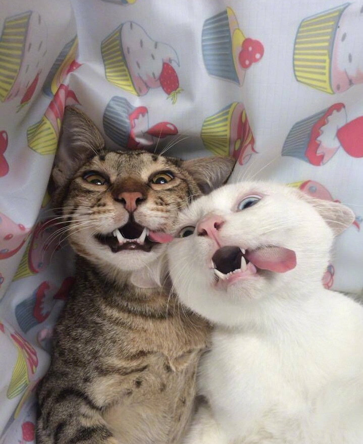 猫咪自拍合集