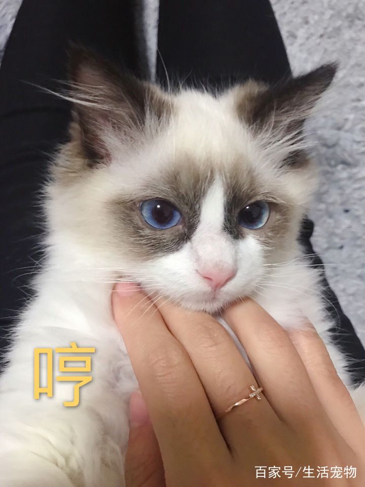 超凶布偶猫为主人带来了幸福生活照片全是搞笑表情包