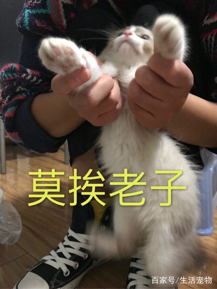 超凶布偶猫为主人带来了幸福生活照片全是搞笑表情包