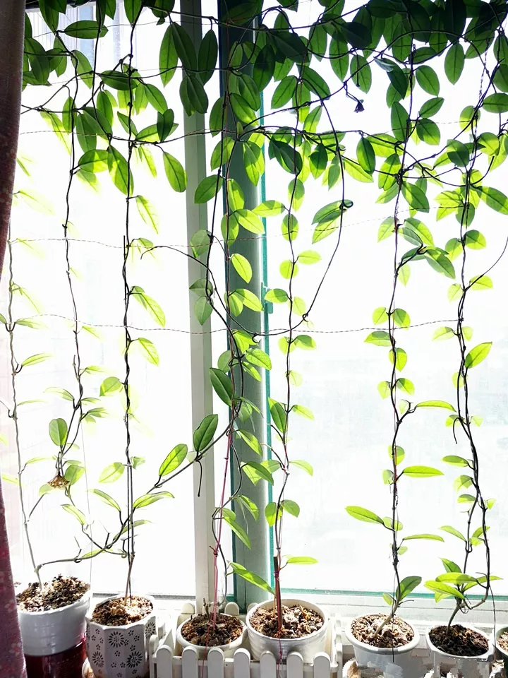 这花比绿萝还耐阴,一年垂下2米长,开花满屋子飘香!