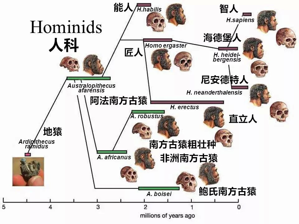 称其为小体型人类物种"