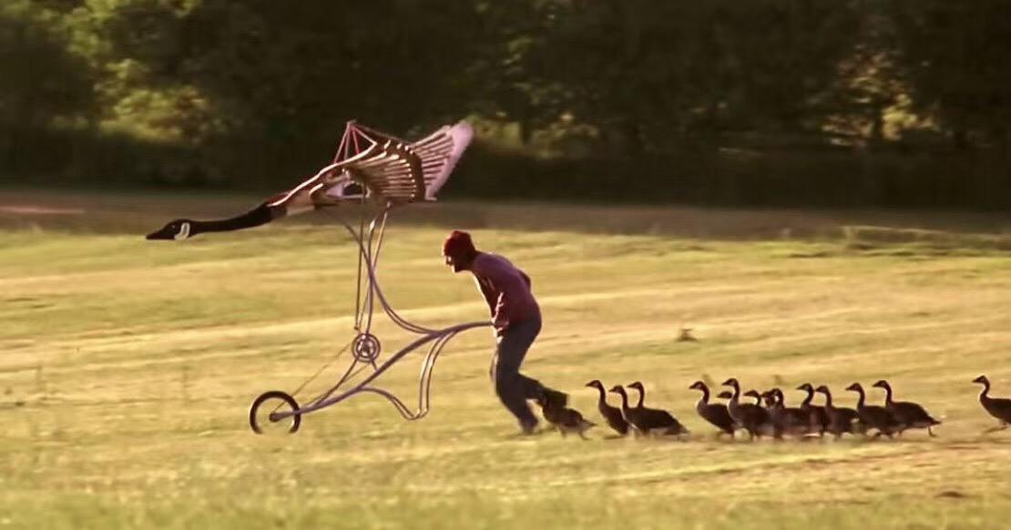 三重爱:伴你高飞 Fly Away Home 之大雁伴我飞