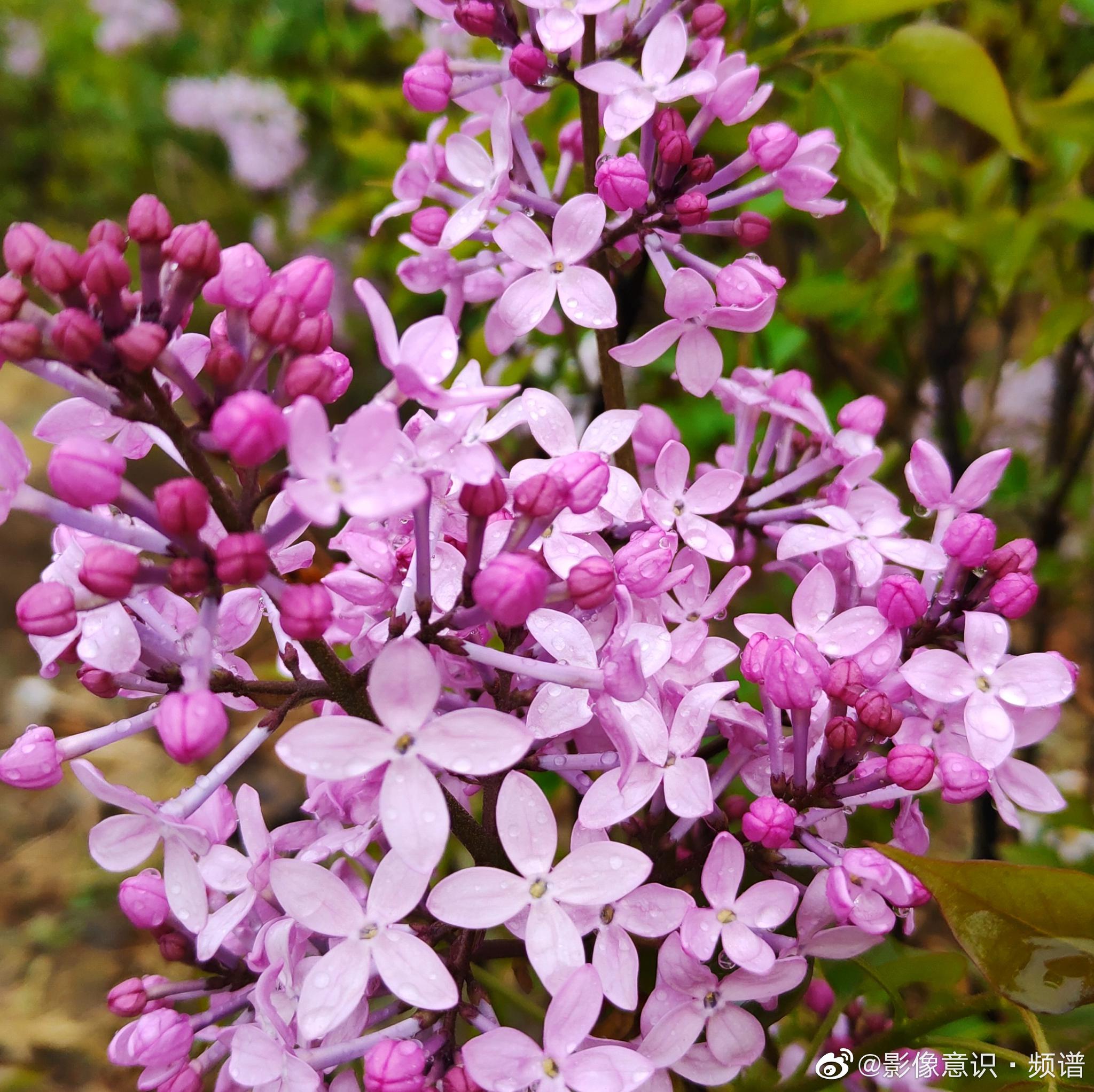 路边随拍紫丁香花中君子