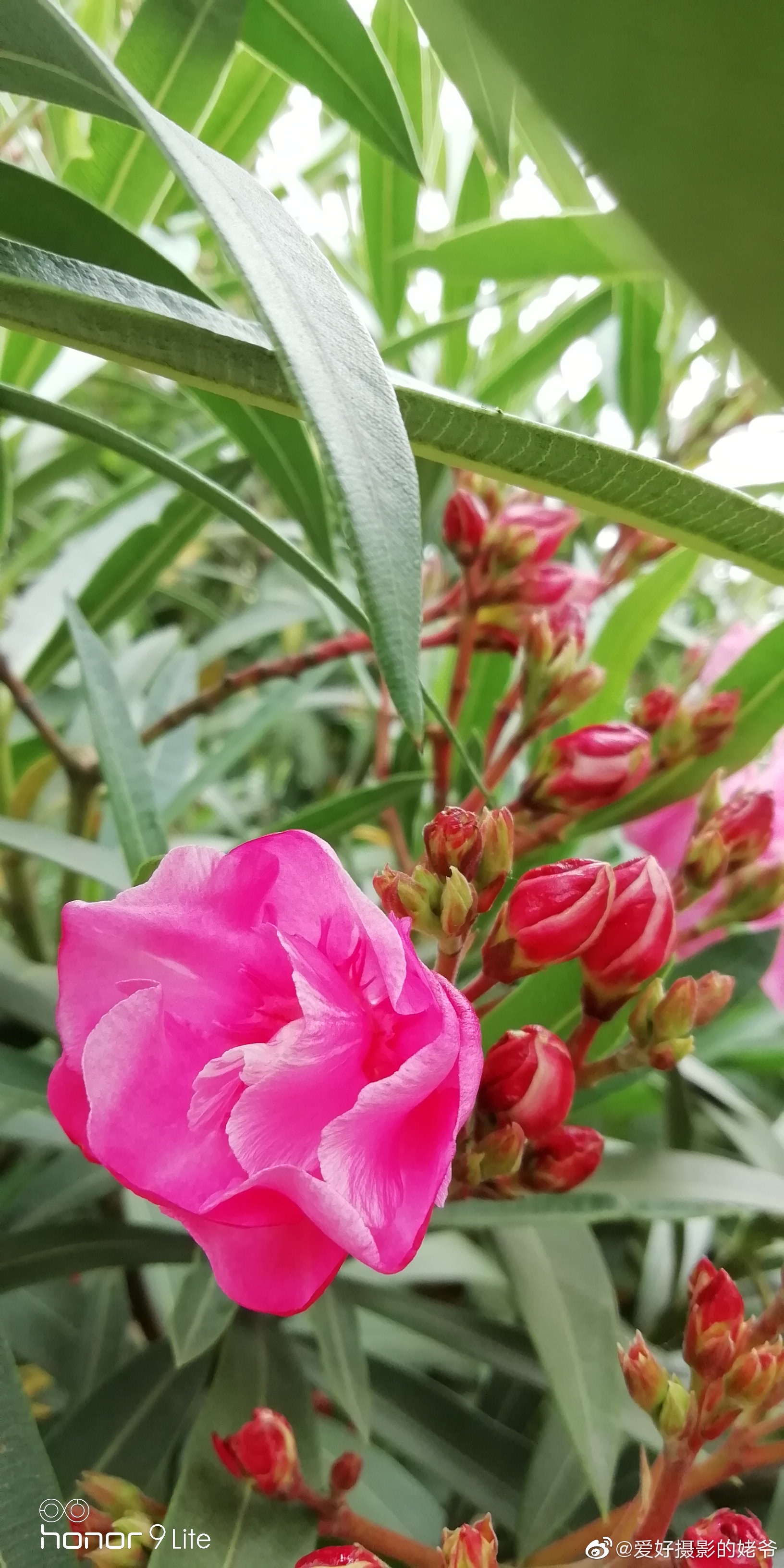 夾竹桃白色 紅色及月季花 午間愉快各位親 夾竹桃白色 紅色及月季花 午間愉快各位親