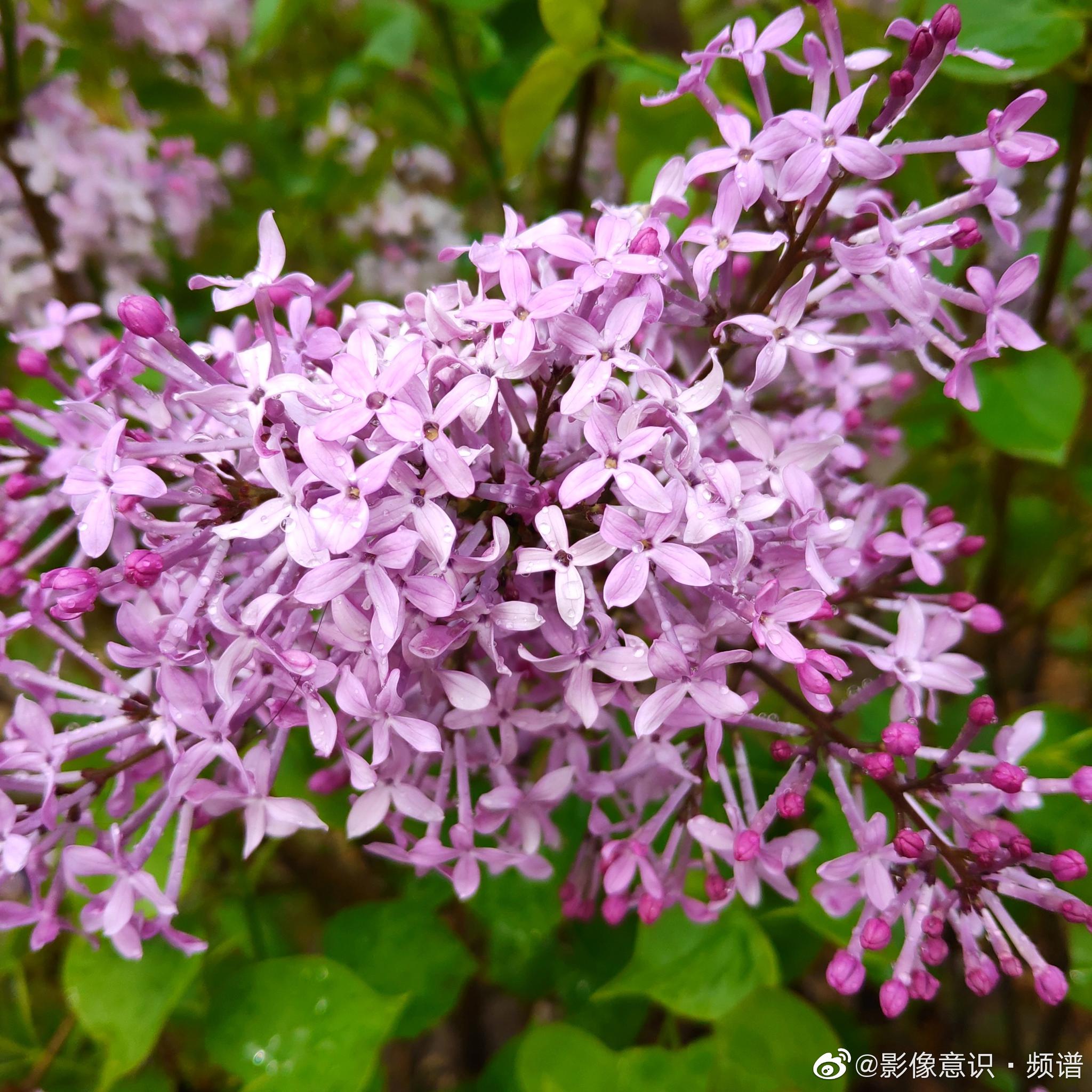 北京迎最美四月 丁香花娇艳绽放吐芬芳