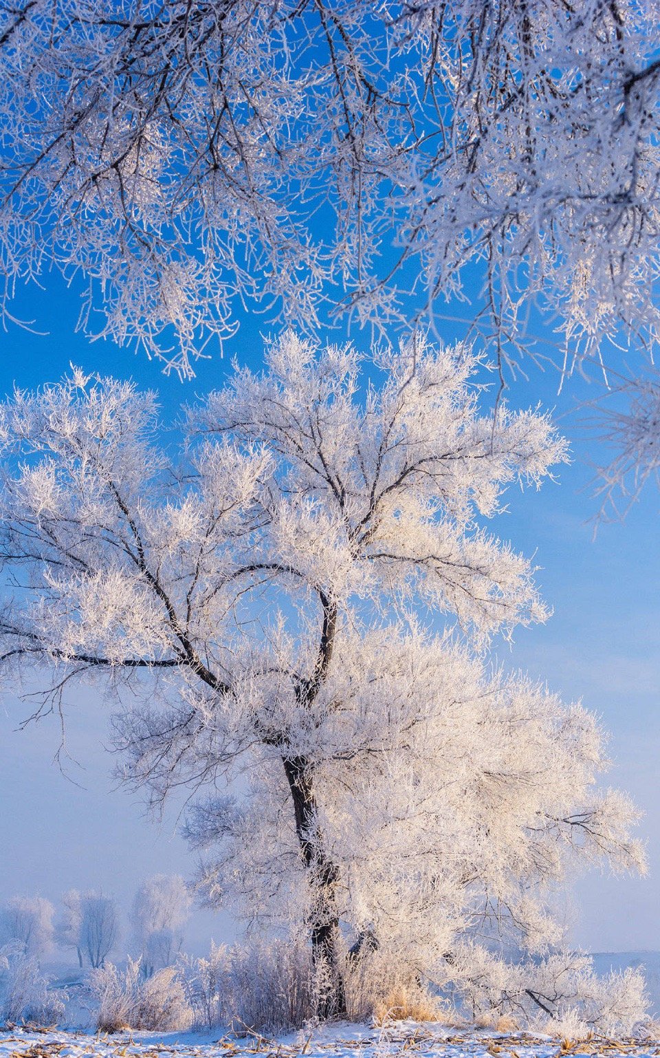 年底的飞侠东北冰雪摄影workshop招募完毕了