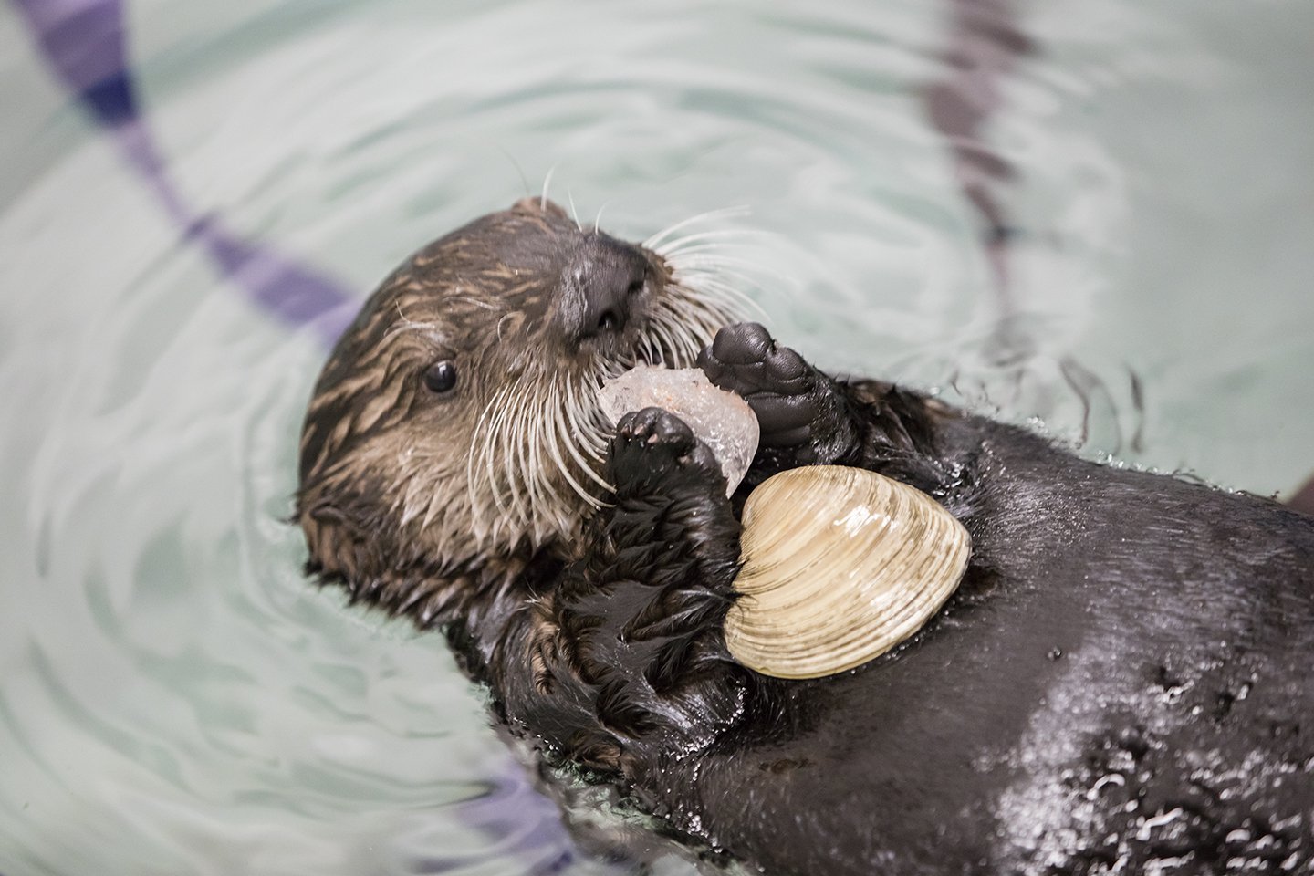 海鲜吃播界一哥——海獭_高清图集_新浪网