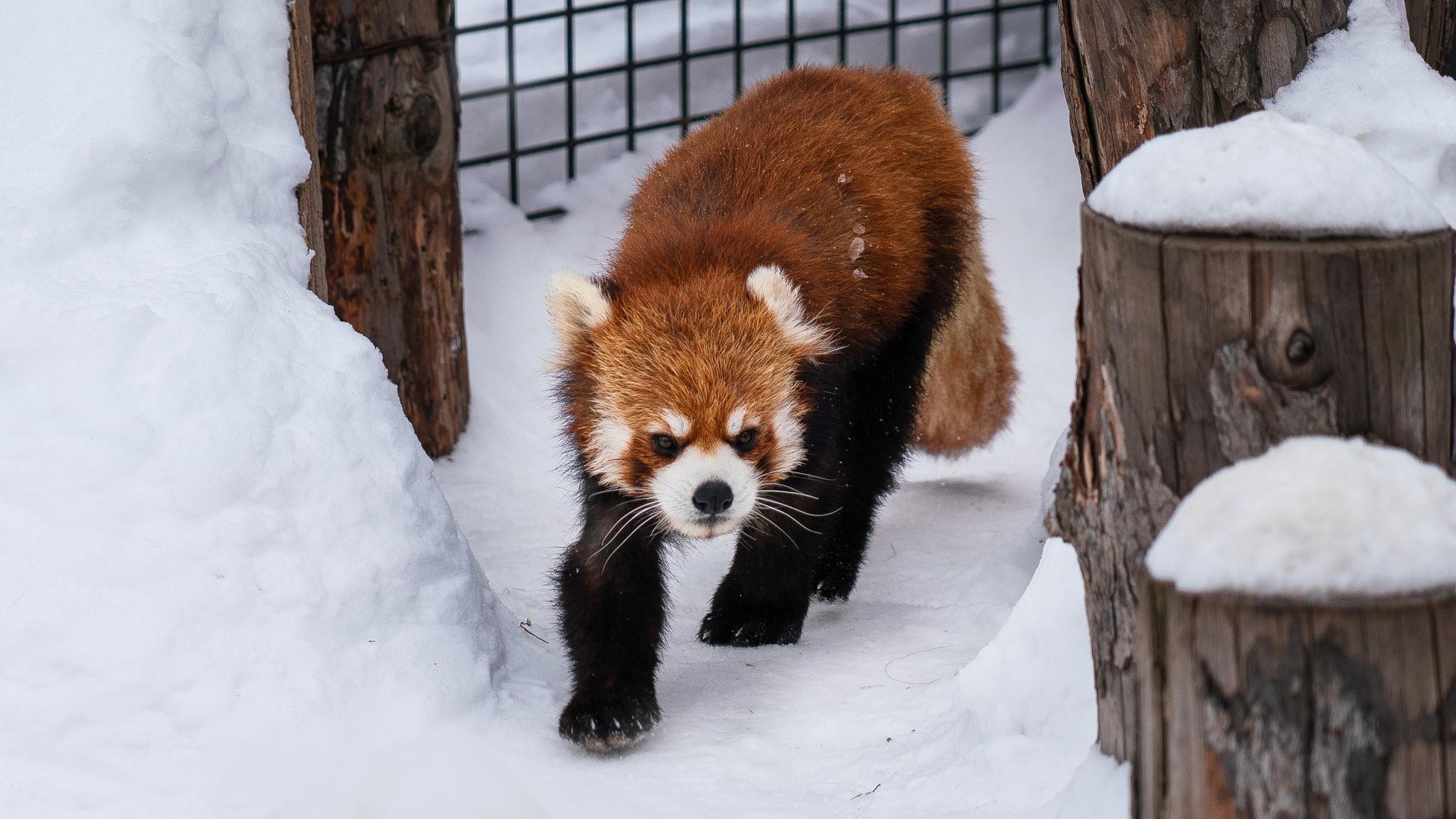 近日爆发的,沈阳劳动公园有动物园吗？实地探访与深度游玩指南