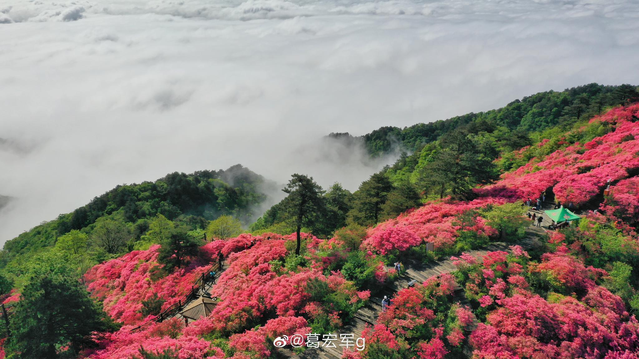 今早空中看麻城杜鹃花海