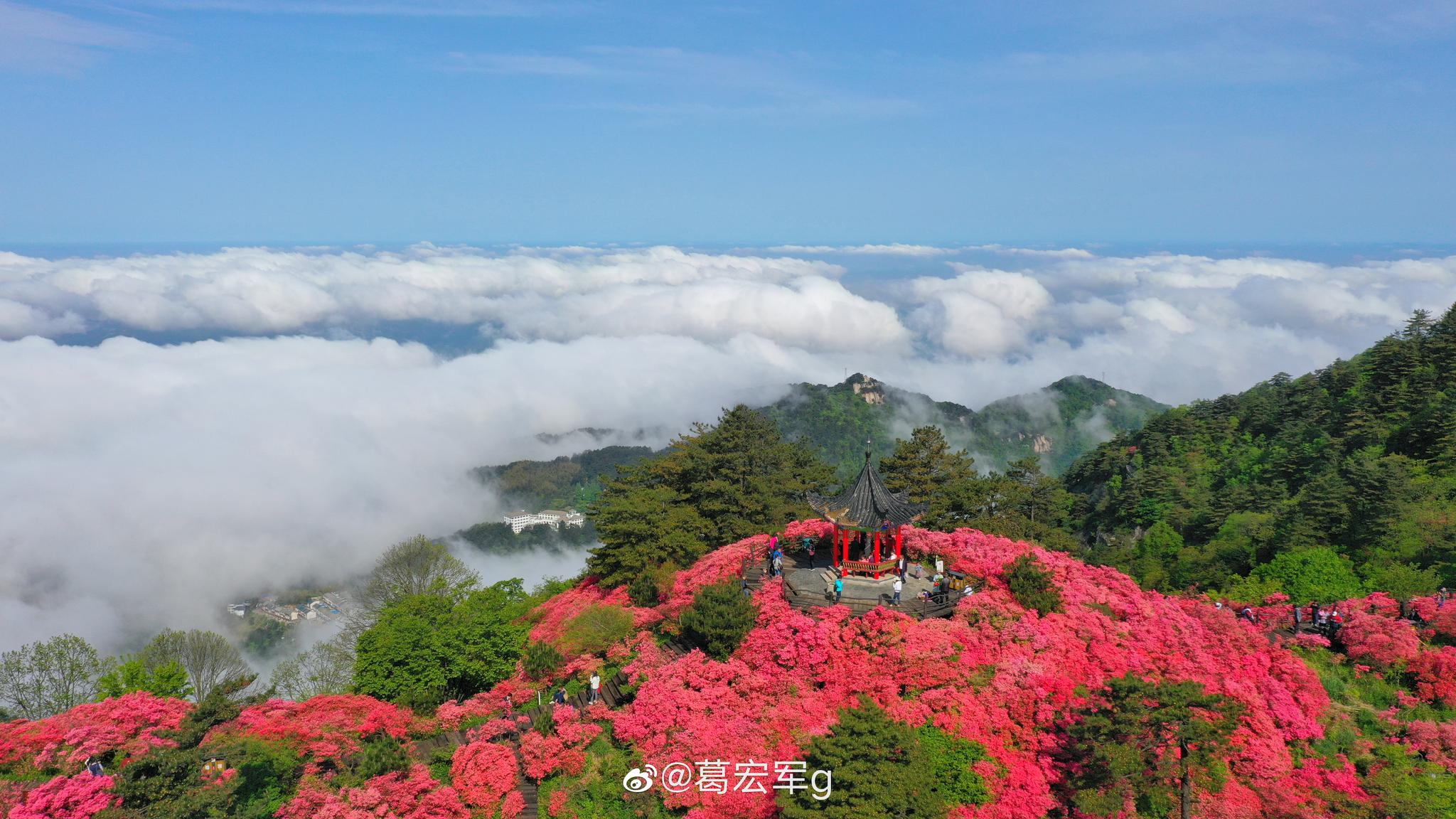 今早空中看麻城杜鹃花海