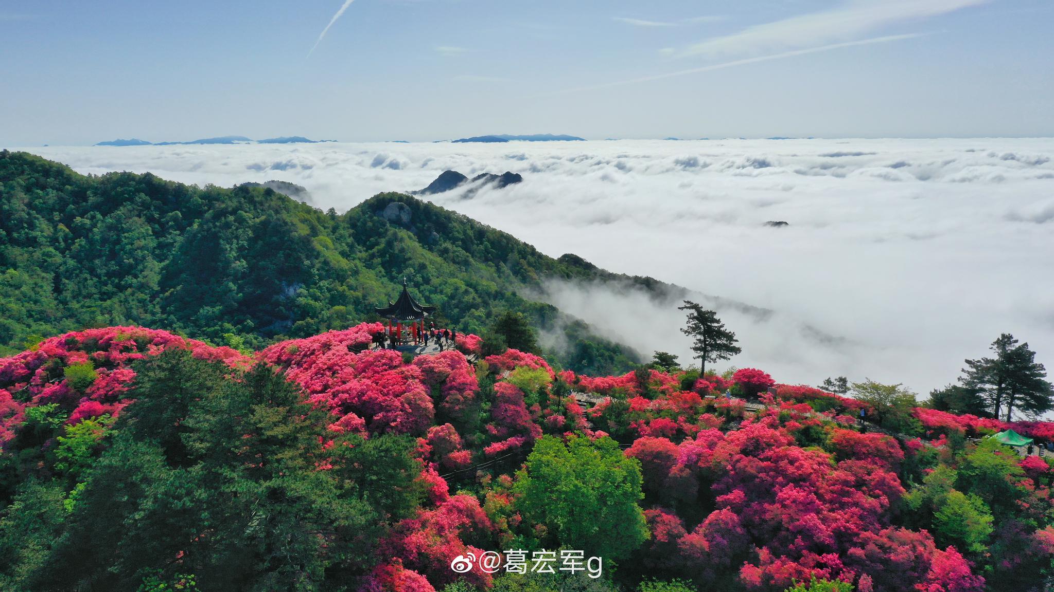 今早空中看麻城杜鹃花海