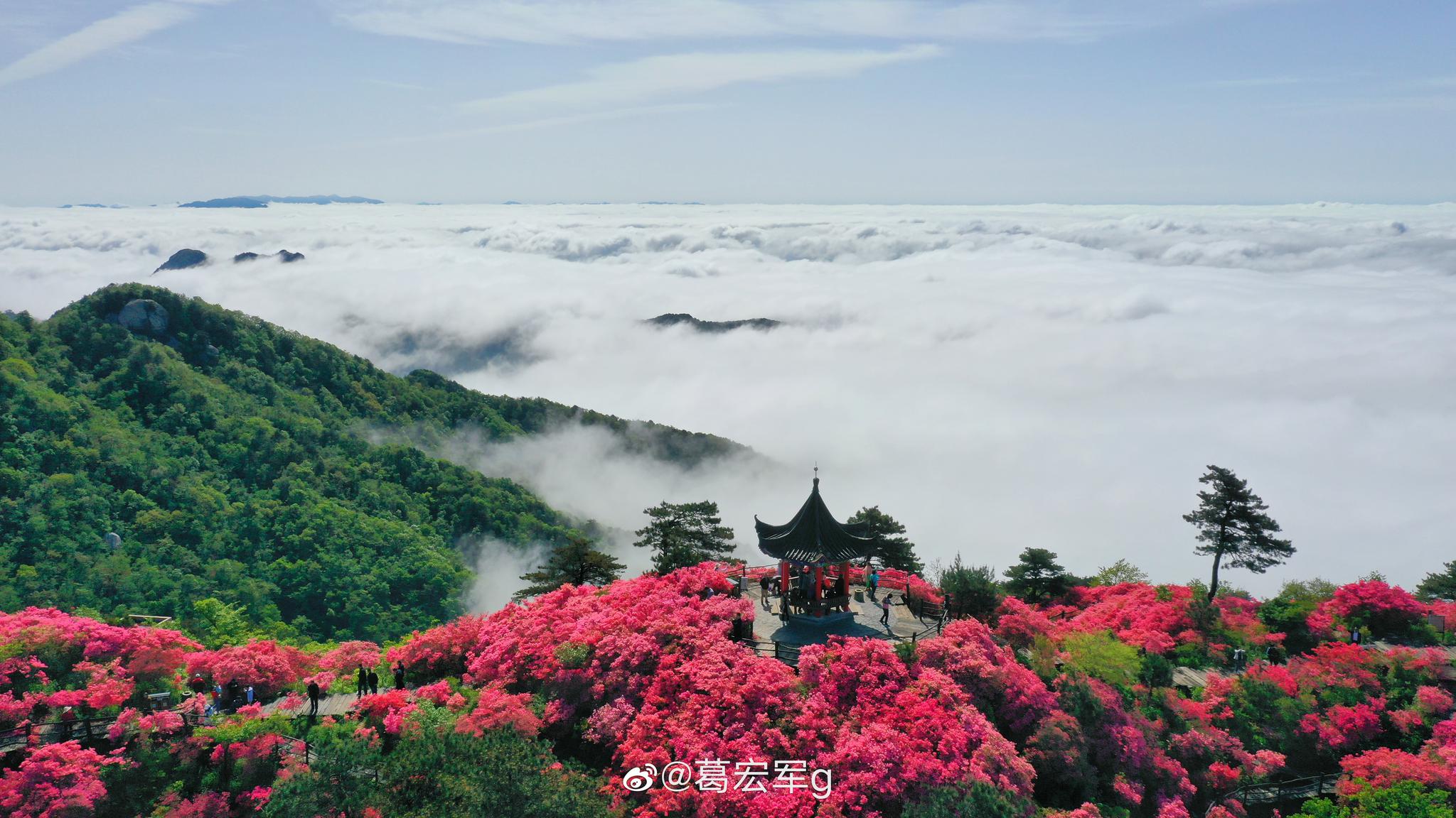 麻城品茶自带工作室加v靠谱吗？解读麻城全方位信息