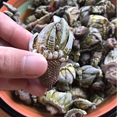 鹅颈藤壶和佛手螺狗爪螺是一种海鲜吗你知道吗