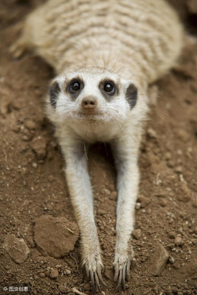 藏在地球上的外星人狐獴