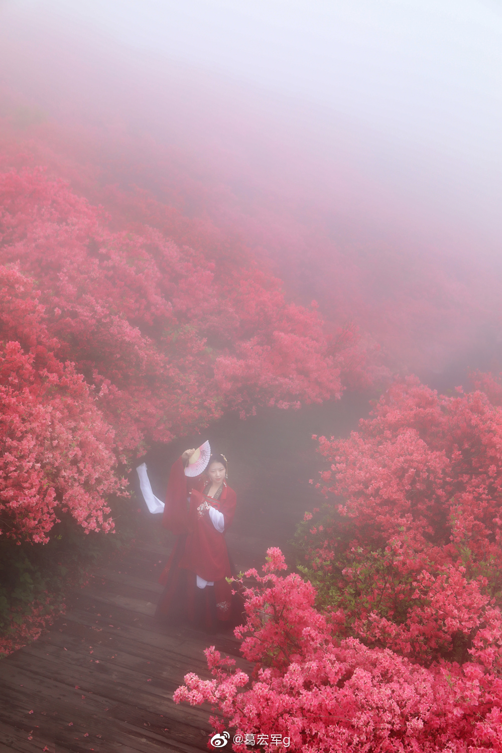 雾中花海正是拍摄的机会