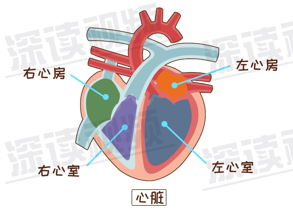 心脏和心包的位置图片图片