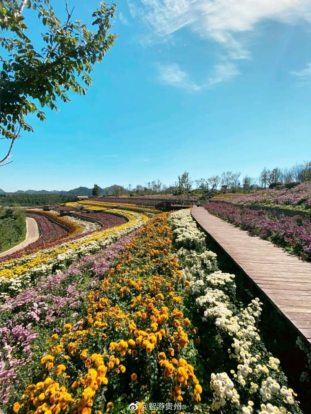 秋天,贵阳这里有一片花海
