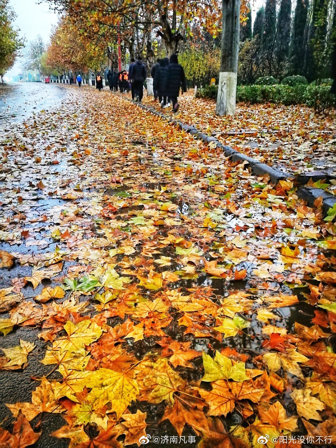 梧桐叶,满地落,冬日美景.@阳光没你不行