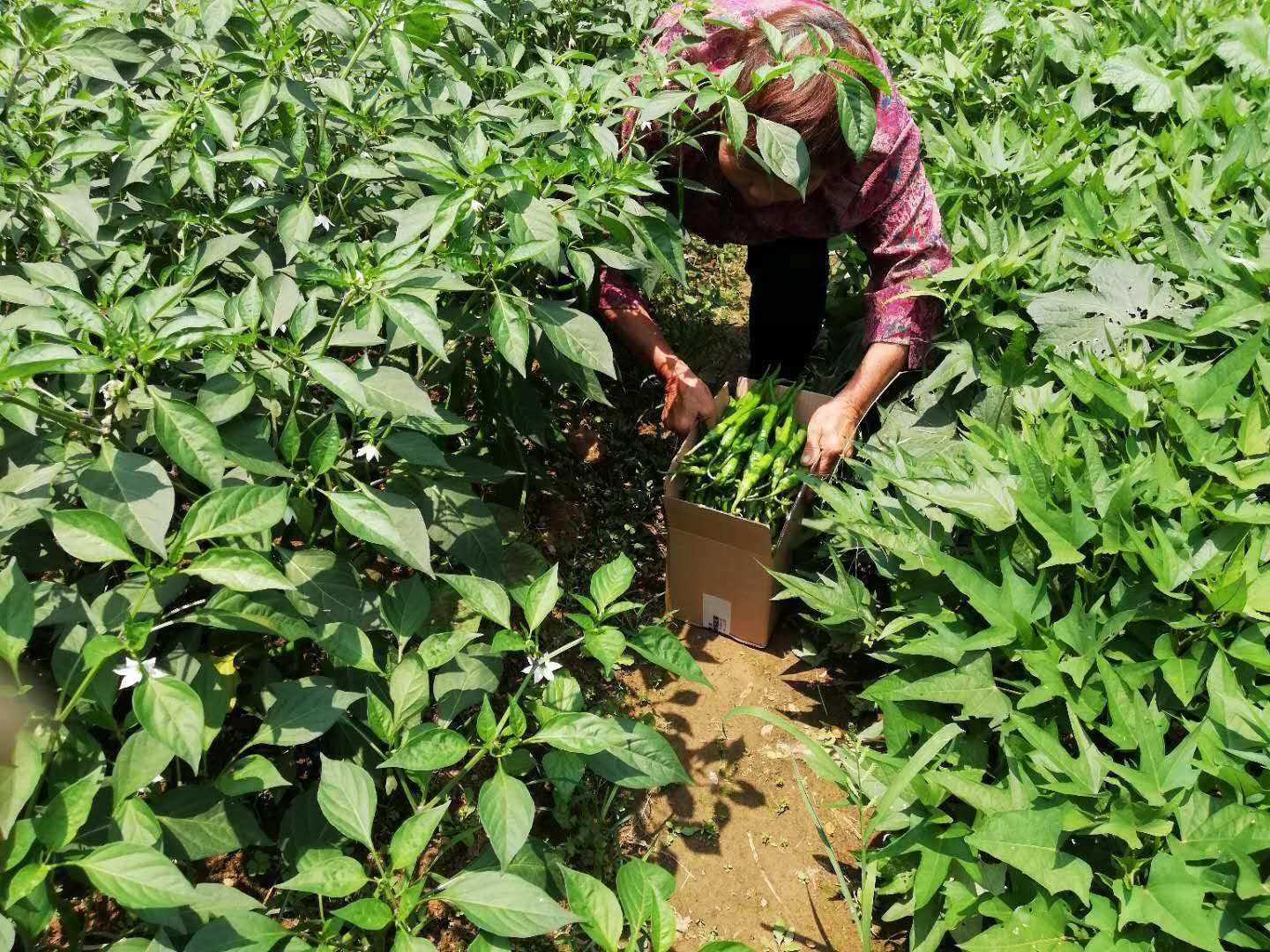 辣椒怎么种植,才能长势好结果多?看看有经验的老农是如何做的
