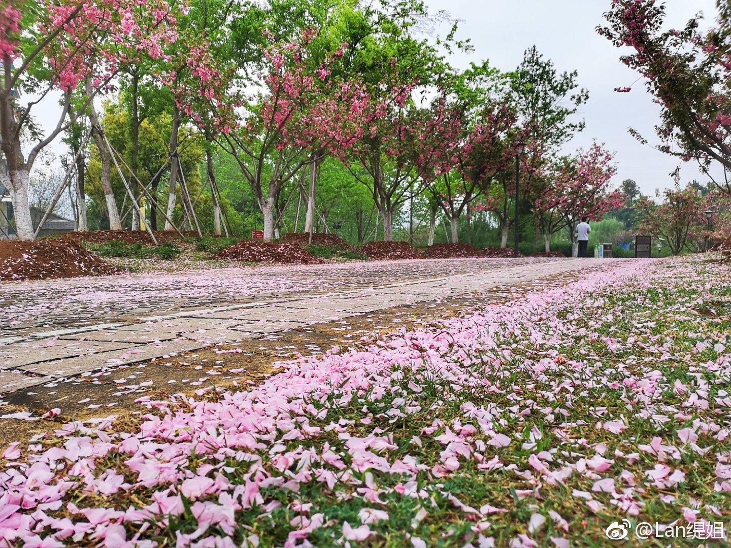 细雨打春花,叶落满地芳.六安中央森林公园的樱花 大道上