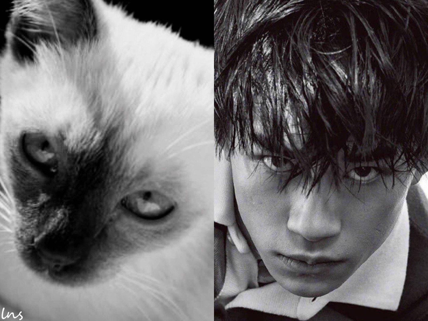 易烊千玺绝对的猫咪本体没错了