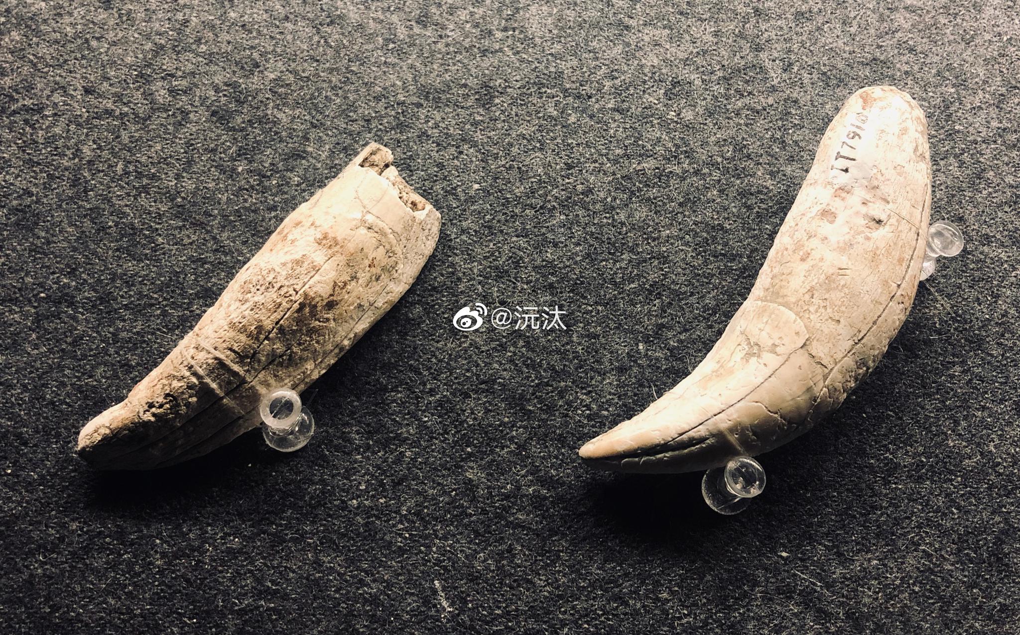 一只被拆解的老虎金沙遗址出土的虎身虎尾虎牙