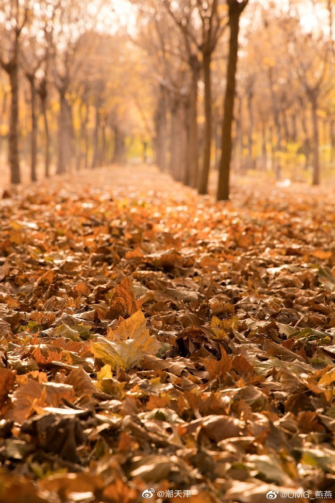 《天津摄影地图》之刘园苗圃
