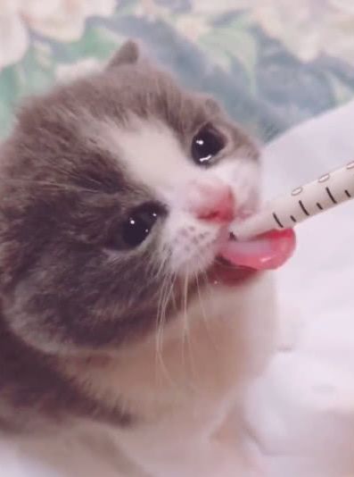 不给小奶猫吃小鱼干,边喝奶就边哭,那水汪汪的大眼睛