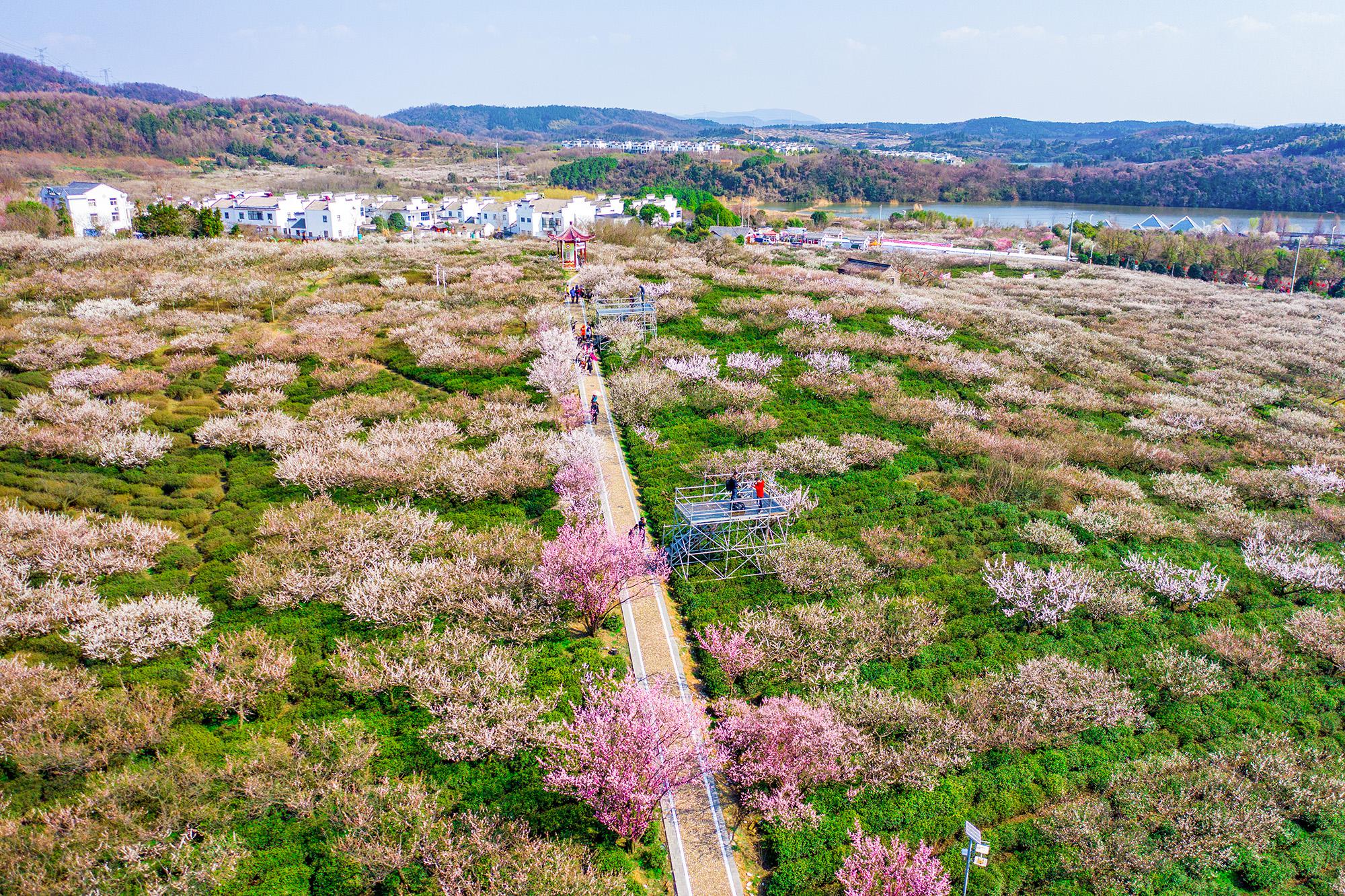 溧水傅家边的梅花盛开了排列更整齐视野更开阔