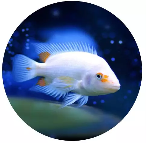 猫系脸更受欢迎鲶鱼脸才高级测测你是哪种动物脸