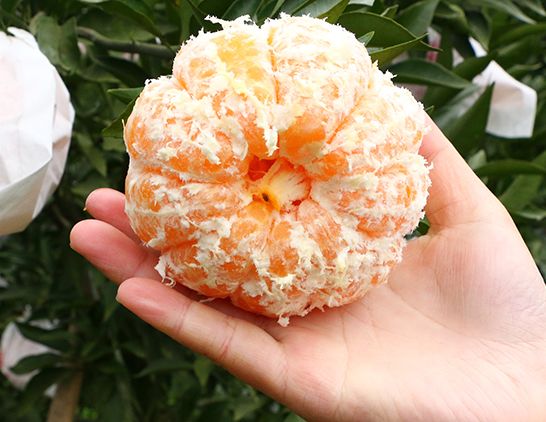 四川耙耙柑,比橙子更甜,比橘肉更细腻