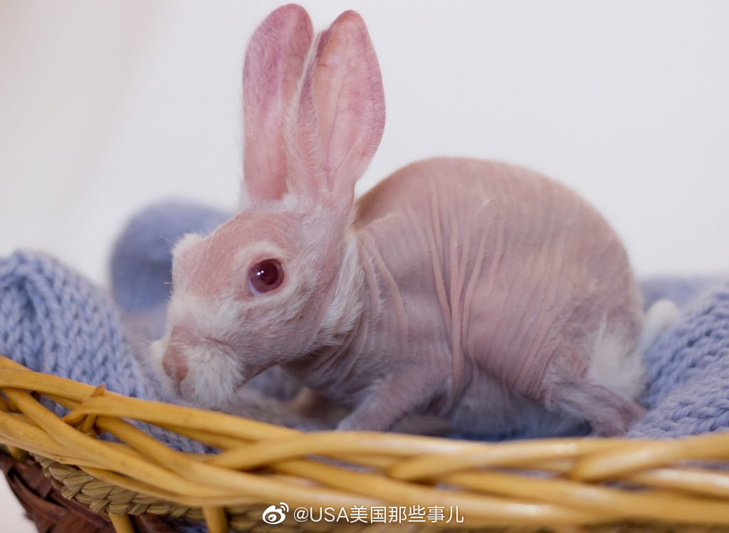 澳大利亚一只兔子因为有罕见的基因缺陷,从出生就没有毛