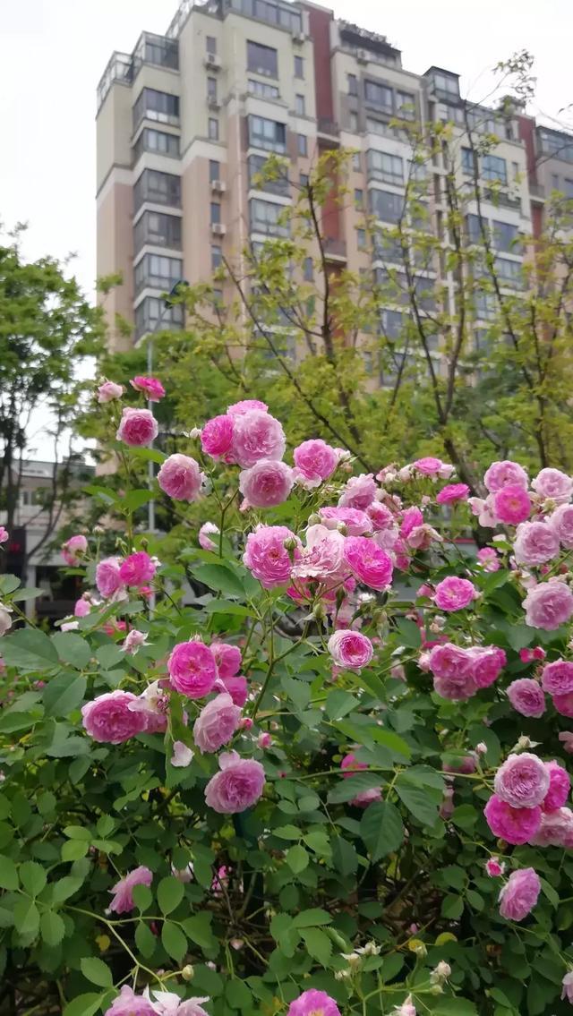 甬城街头大批月季花绽放,把宁波装扮得色彩缤纷