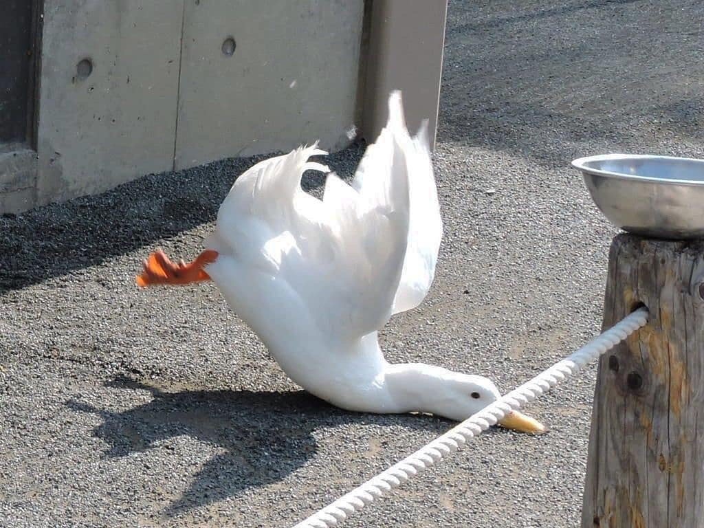 这柯尔鸭 太可爱了鸭_高清图集_新浪网