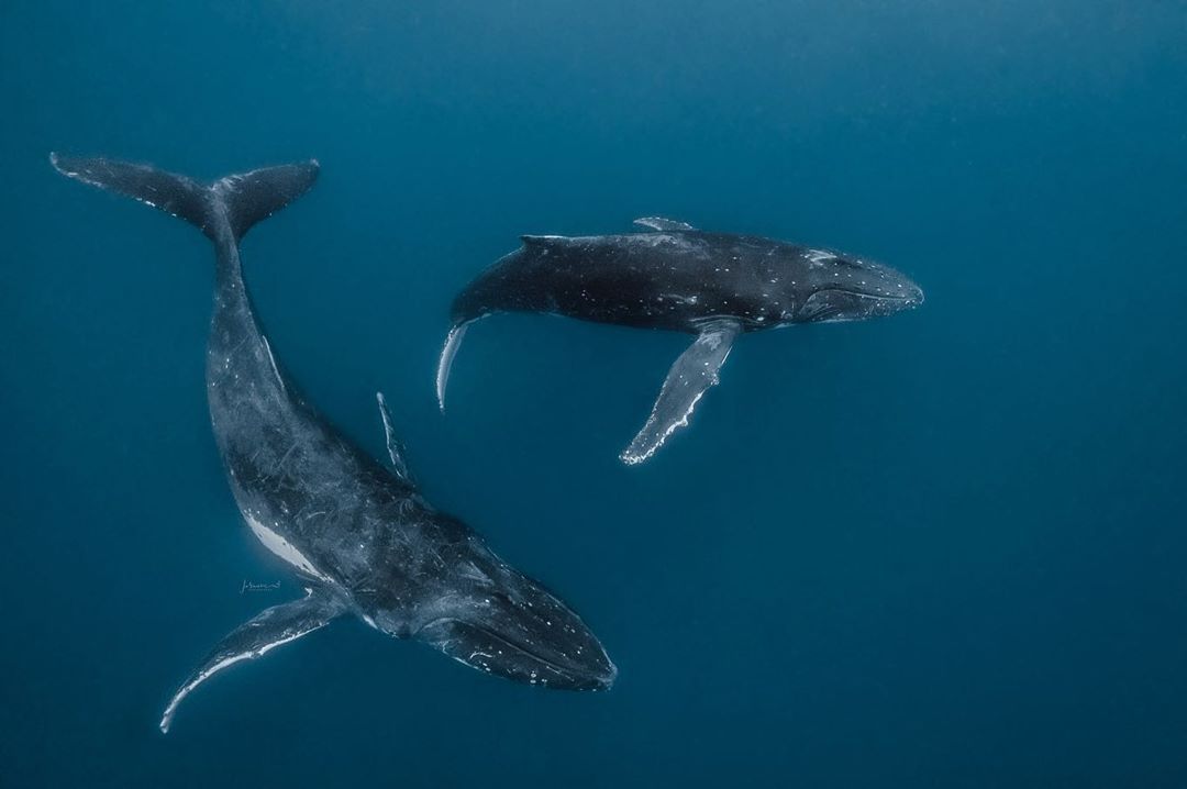 海洋的声音澳大利亚摄影师 jasmine carey 拍摄的壮观的水下鲸鱼照片