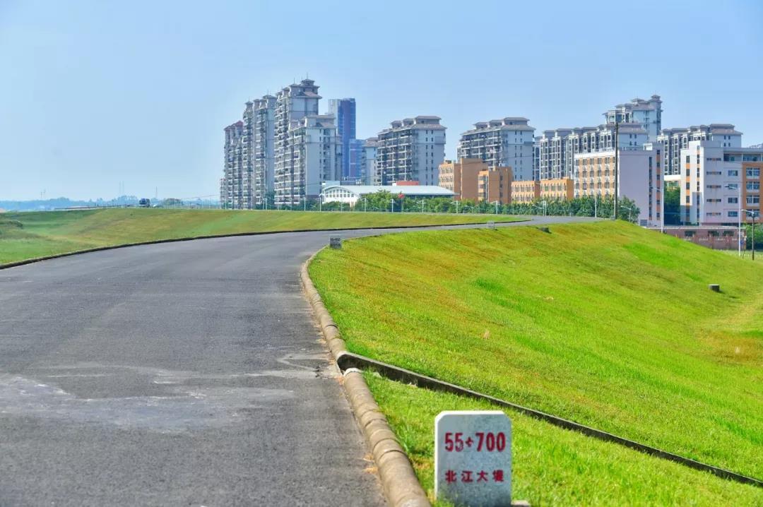 三水北江大堤这片狗尾巴草开放