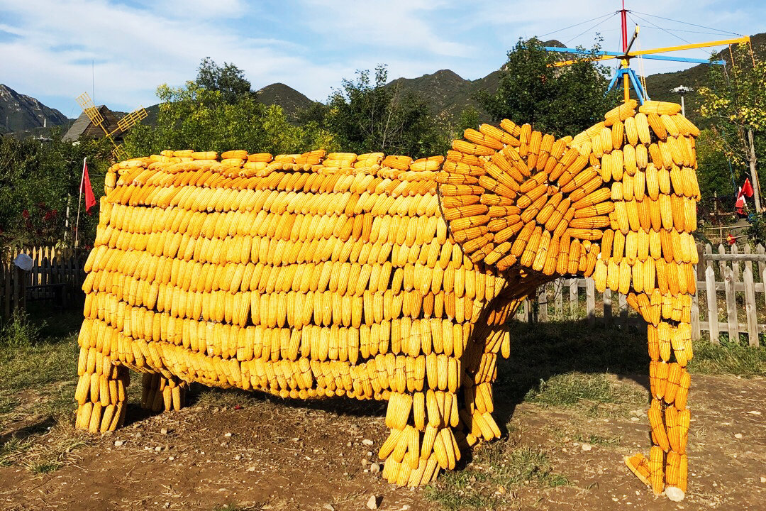 丰收的季节. 看到这么多玉米棒子做出的各种造型
