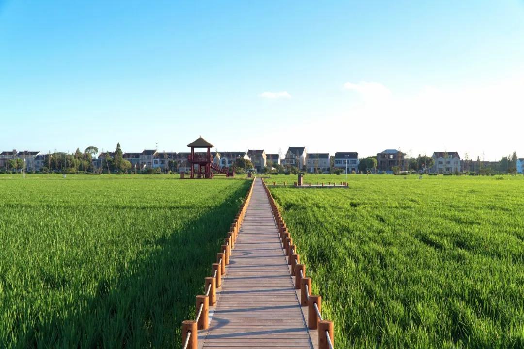 小暑,北太湖邂逅稻田里的童年