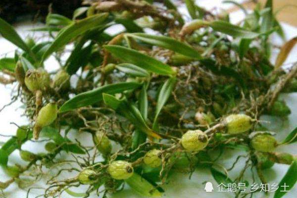 生长在石头上,是植物却能活蹦乱跳被称为石上虾