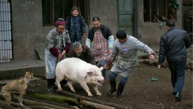 为什么农村杀猪工,杀猪后会顺走猪的大肠?