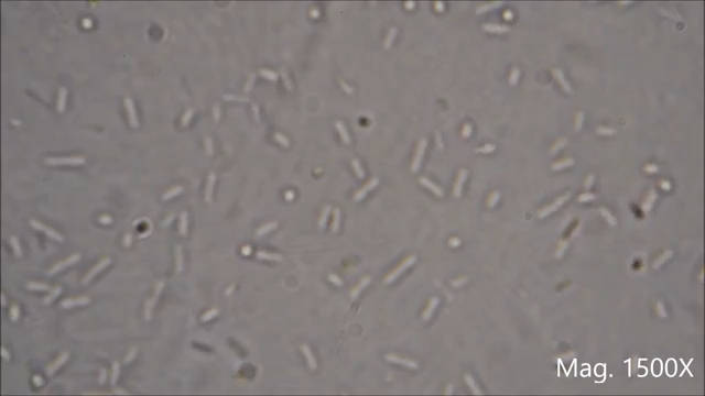 鼠李糖益生乳杆菌